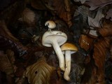 Hygrophorus carpini image