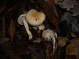 Hygrophorus carpini image