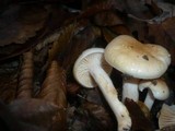 Hygrophorus carpini image
