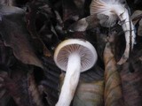 Hygrophorus carpini image