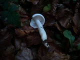 Hygrophorus eburneus image