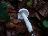 Hygrophorus eburneus image