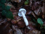 Hygrophorus eburneus image