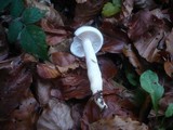 Hygrophorus eburneus image