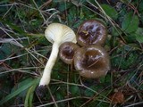 Hygrophorus hypothejus image