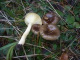 Hygrophorus hypothejus image