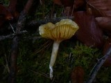 Hygrophorus hypothejus image