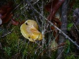 Hygrophorus hypothejus image