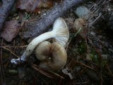 Hygrophorus hypothejus image