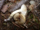Hygrophorus hypothejus image