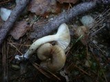 Hygrophorus hypothejus image