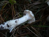 Hygrophorus ligatus image