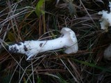 Hygrophorus ligatus image