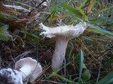 Hygrophorus ligatus image