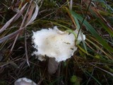 Hygrophorus ligatus image