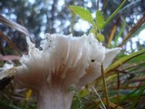 Hygrophorus ligatus image