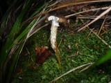 Hygrophorus olivaceoalbus image