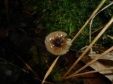 Hygrophorus olivaceoalbus image