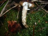 Hygrophorus olivaceoalbus image