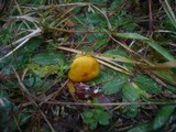 Hygrophorus speciosus image