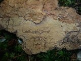 Hymenochaete carpatica image
