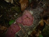 Hymenochaete cruenta image
