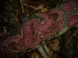 Hymenochaete cruenta image