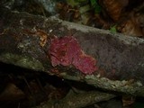 Hymenochaete cruenta image