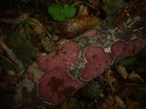 Hymenochaete cruenta image