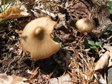 Entoloma vernum image