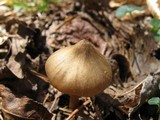 Entoloma vernum image