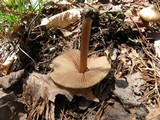 Entoloma vernum image