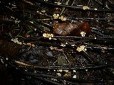 Hymenoscyphus fraxineus image