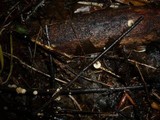 Hymenoscyphus fraxineus image
