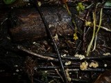 Hymenoscyphus fraxineus image