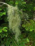 Usnea trichodea image