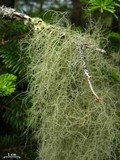 Usnea trichodea image