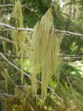 Usnea cavernosa image
