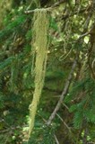 Usnea cavernosa image