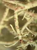 Usnea wirthii image