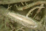 Usnea wirthii image