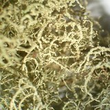 Usnea wirthii image