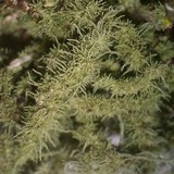 Usnea hirta image
