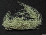 Usnea silesiaca image