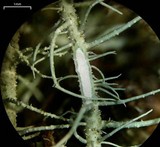 Usnea silesiaca image