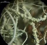 Usnea silesiaca image