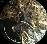 Usnea silesiaca image