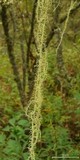 Usnea angulata image