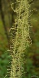 Usnea angulata image