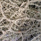 Usnea angulata image
